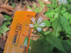Cerastium holosteum