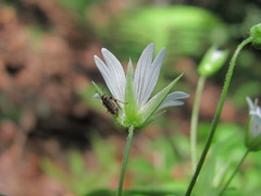 Cerastium holosteum