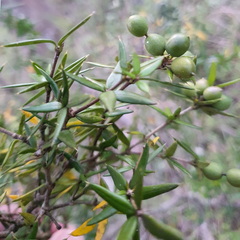 Alyxia ruscifolia