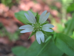 Cerastium holosteum