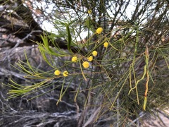 Acacia euthycarpa