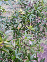 Alyxia ruscifolia