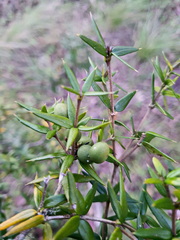 Alyxia ruscifolia