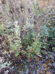 Artemisia leucophylla