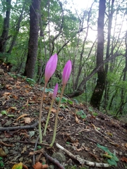 Colchicum speciosum