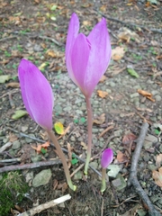 Colchicum speciosum