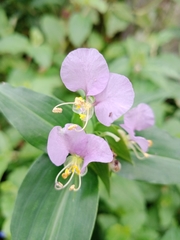 Commelina maculata