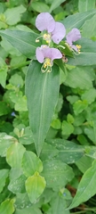 Commelina maculata