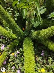 Asparagus densiflorus