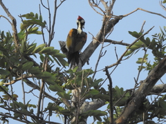 Chrysocolaptes festivus