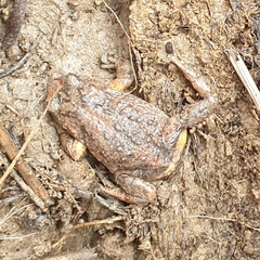 Pseudophryne bibronii