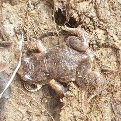 Pseudophryne bibronii