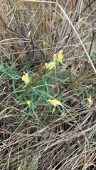 Linaria vulgaris
