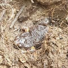 Pseudophryne bibronii