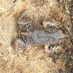 Pseudophryne bibronii