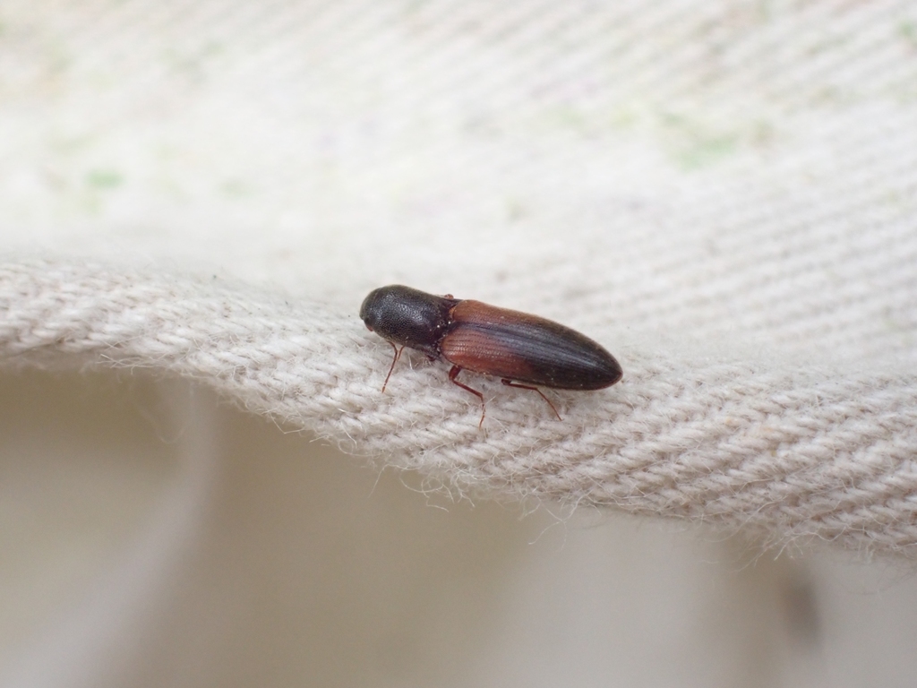 Thevenet's Click Beetle