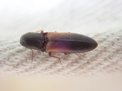 Agriotes thevenetii