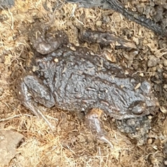 Pseudophryne bibronii