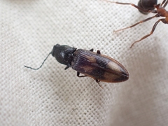 Liotrichus umbripennis