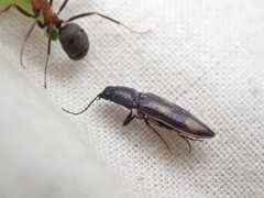 Liotrichus umbripennis