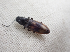 Liotrichus umbripennis