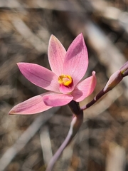 Thelymitra luteocilium