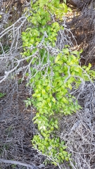 Puccinia myrsiphylli