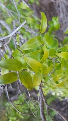 Puccinia myrsiphylli
