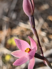 Thelymitra luteocilium