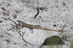 Ichnotropis capensis