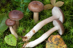 Lactarius pilatii