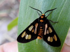 Eressa geographica
