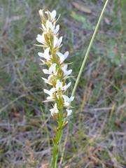 Prasophyllum spicatum