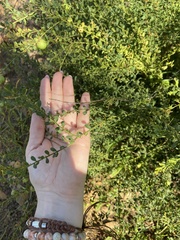 Acacia rupicola