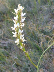 Prasophyllum spicatum
