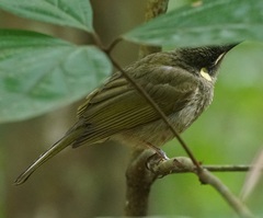 Meliphaga notata
