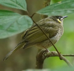 Meliphaga notata