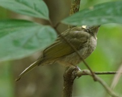Meliphaga notata