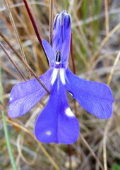 Lobelia chamaepitys