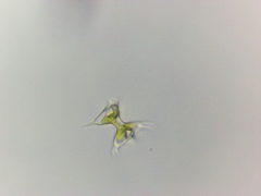 Staurodesmus cuspidatus