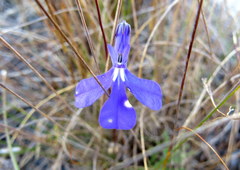 Lobelia chamaepitys