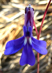 Lobelia chamaepitys