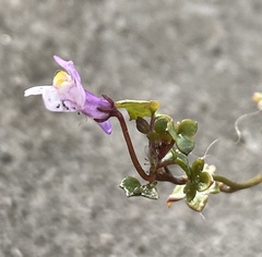 Cymbalaria muralis