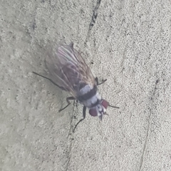 Anthomyia silvestris