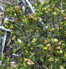 Dodonaea bursariifolia