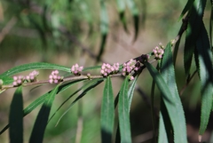 Myoporum bateae