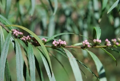 Myoporum bateae