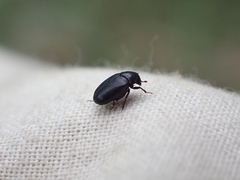 Orphilus subnitidus