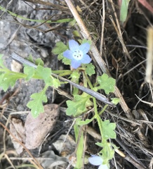 Nemophila menziesii integrifolia