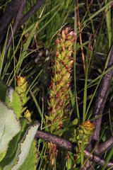 Disa